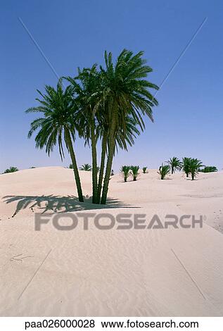 Tunisia, The Sahara Desert, palm trees growing in sand dunes View Large Photo Image Stock Photo - Tunisia, The Sahara Desert, palm trees growing in sand dunes. Fotosearch