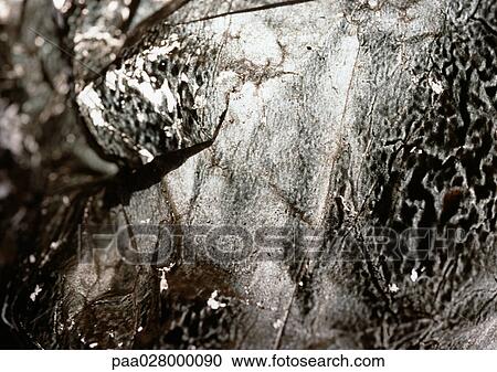 Black and brown textured surface, close-up View Large Photo Image Stock Image - Black and brown textured surface, close-up. Fotosearch