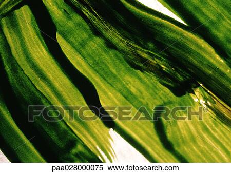 Stock Photography - Green paint strokes.. Fotosearch