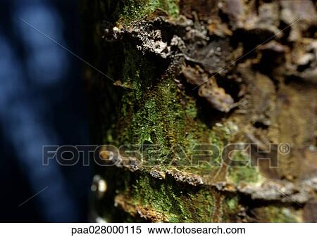 Moss growing on wood, close up. View Large Photo Image Stock Photography - Moss growing on wood, close up.. Fotosearch