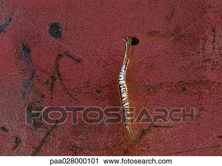 Stock Image - Paint marks on wall.. Fotosearch