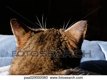 Back of cat's head. View Large Photo Image Stock Image - Back of cat's head.. Fotosearch