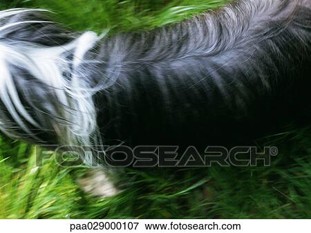Bearded collie's back, high angle view View Large Photo Image Stock Photo - Bearded collie's back, high angle view. Fotosearch