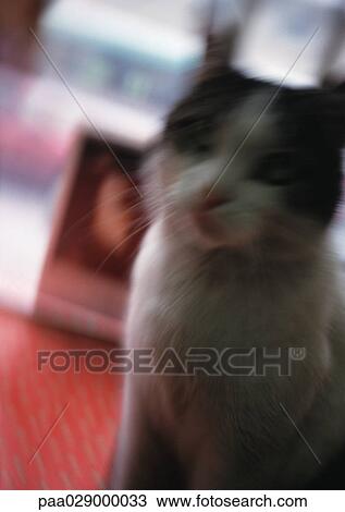 Black and white cat, blurry. View Large Photo Image Stock Image - Black and white cat, blurry.. Fotosearch