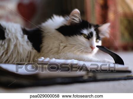 Black and white cat lying next to agenda View Large Photo Image Stock Photo - Black and white cat lying next to agenda. Fotosearch