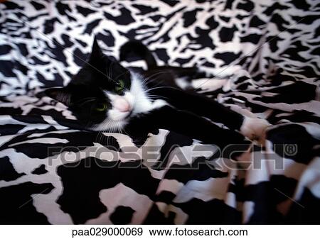 Black and white cat lying on black and white lying blanket View Large Photo Image Stock Photo - Black and white cat lying on black and white lying blanket. Fotosearch