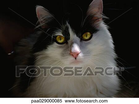Black and white cat. View Large Photo Image Stock Photography - Black and white cat.. Fotosearch