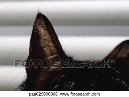 Black cat's ears. View Large Photo Image Stock Photo - Black cat's ears.. Fotosearch