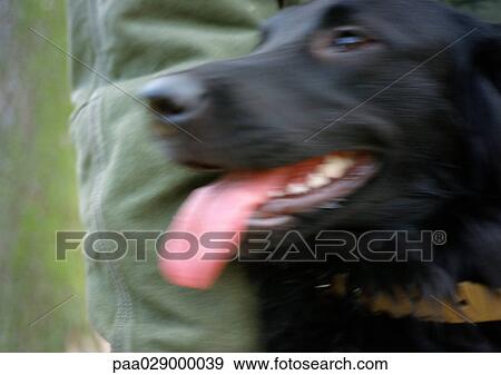 Stock Photo - Black dog's face, blurry.. Fotosearch