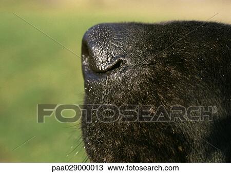 Black dog's nose side view, close-up View Large Photo Image Stock Image - Black dog's nose side view, close-up. Fotosearch