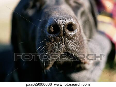 Black dog's nose. View Large Photo Image Stock Photograph - Black dog's nose.. Fotosearch