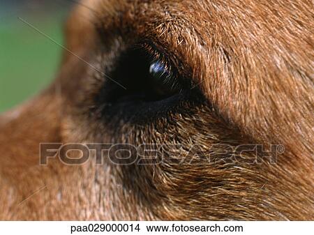 Picture - Brown dog's eye, side view. Fotosearch