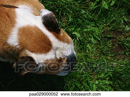 Bull dog's head in grass, high angle view. View Large Photo Image Stock Image - Bull dog's head in grass, high angle view.. Fotosearch
