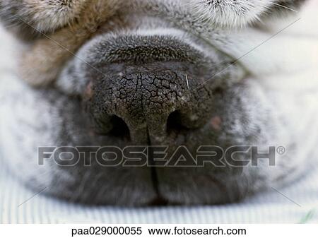 Bulldog's snout, close up. View Large Photo Image Stock Photography - Bulldog's snout, close up.. Fotosearch