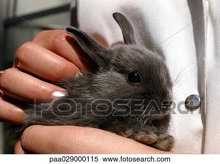 Bunny being held View Large Photo Image Stock Photography - Bunny being held. Fotosearch