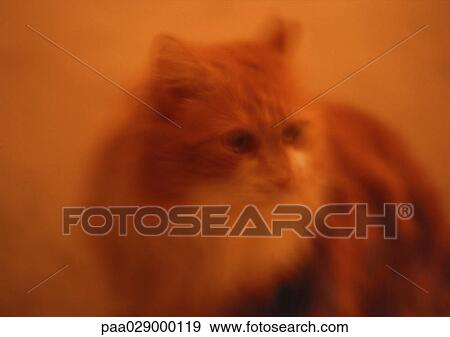 Cat, blurry. View Large Photo Image Stock Photo - Cat, blurry.. Fotosearch