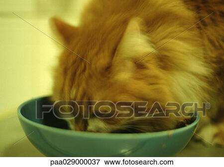 Stock Photo - Cat eating from bowl, blurry.. Fotosearch