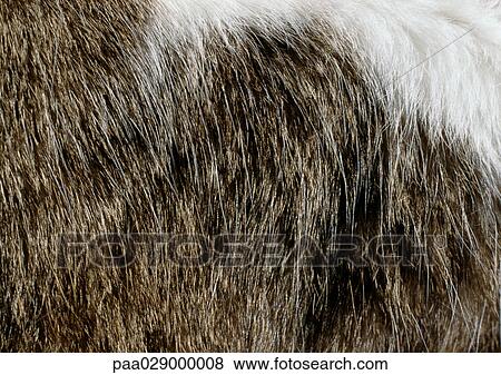 Cat fur, extreme close-up View Large Photo Image Stock Photo - Cat fur, extreme close-up. Fotosearch