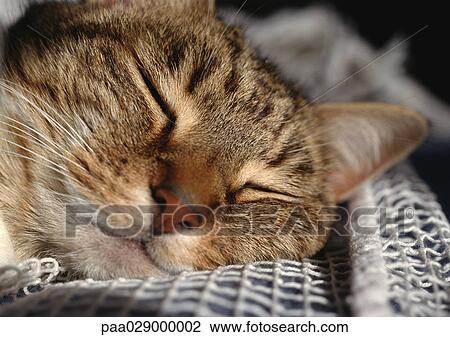 Cat sleeping, face, extreme close-up. View Large Photo Image Stock Image - Cat sleeping, face, extreme close-up.. Fotosearch