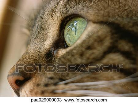Stock Image - Cat with green eye, extreme close-up. Fotosearch