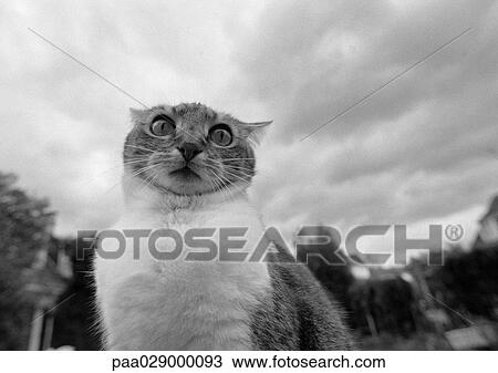 Cat's face, black and white, low angle view View Large Photo Image Stock Image - Cat's face, black and white, low angle view. Fotosearch