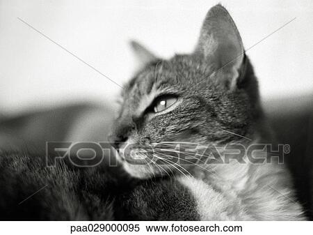 Cat's face, black and white View Large Photo Image Stock Photography - Cat's face, black and white. Fotosearch