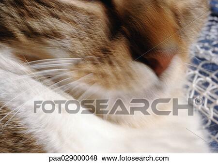 Stock Photo - Cat's face, blurry, extreme close-up. Fotosearch