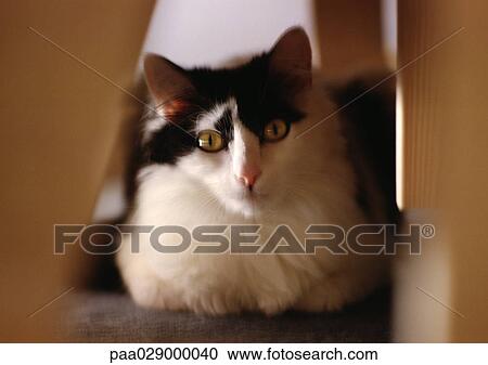 Cat's face, blurry. View Large Photo Image Stock Image - Cat's face, blurry.. Fotosearch
