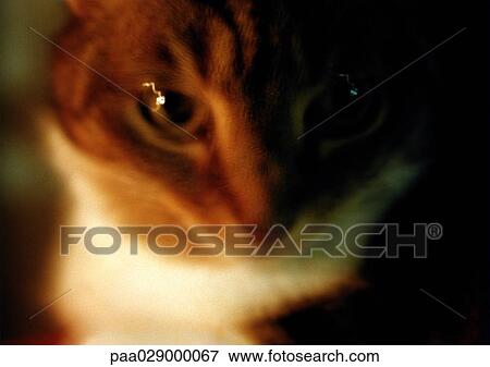 Cat's face, blurry. View Large Photo Image Stock Photo - Cat's face, blurry.. Fotosearch