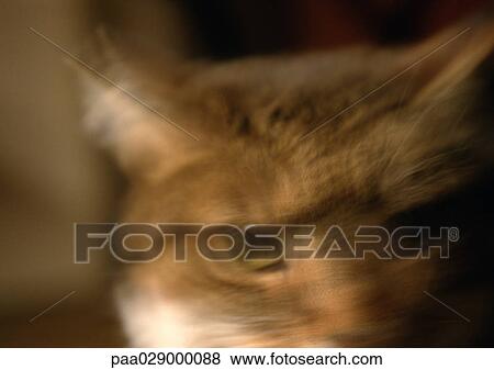 Cat's face, blurry. View Large Photo Image Stock Photo - Cat's face, blurry.. Fotosearch