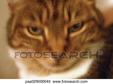 Stock Photography - Cat's face, blurry.. Fotosearch