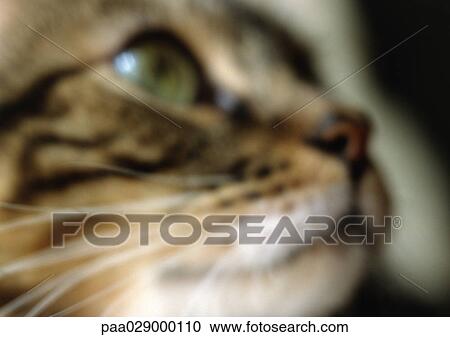 Cat's face, close up, blurry. View Large Photo Image Stock Image - Cat's face, close up, blurry.. Fotosearch