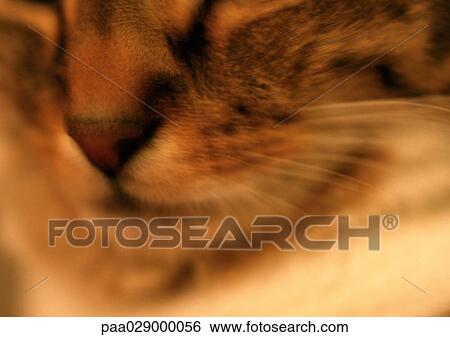 Cat's face, close up, blurry. View Large Photo Image Stock Photograph - Cat's face, close up, blurry.. Fotosearch