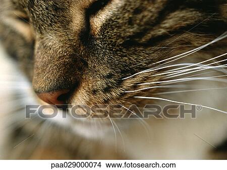 Picture - Cat's face, close up.. Fotosearch