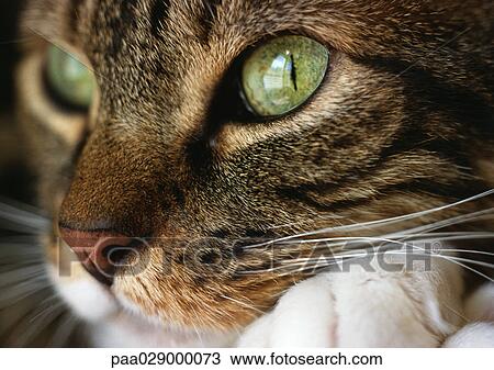Cat's face, close up. View Large Photo Image Stock Image - Cat's face, close up.. Fotosearch