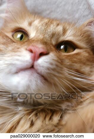 Cat's face, golden, close-up View Large Photo Image Stock Image - Cat's face, golden, close-up. Fotosearch