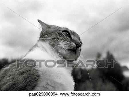 Cat's face, low angle view, black and white. View Large Photo Image Picture - Cat's face, low angle view, black and white.. Fotosearch