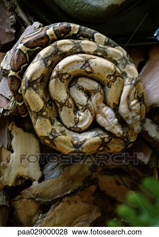 Coiled snake. View Large Photo Image Stock Photo - Coiled snake.. Fotosearch