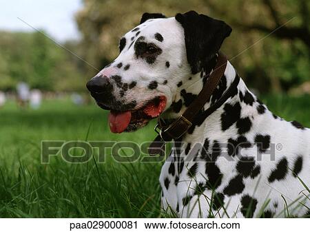 Dalmatian. View Large Photo Image Stock Image - Dalmatian.. Fotosearch