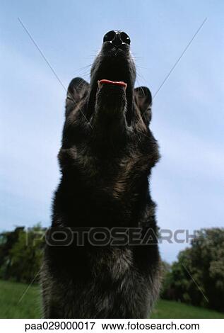 Dog, daytime, view from below. View Large Photo Image Stock Photo - Dog, daytime, view from below.. Fotosearch