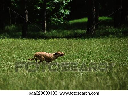 Dog running on grass outside. View Large Photo Image Stock Photograph - Dog running on grass outside.. Fotosearch
