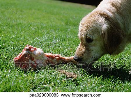 Dog sniffing bone View Large Photo Image Stock Image - Dog sniffing bone. Fotosearch