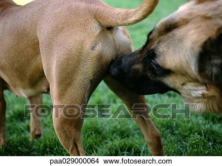 Dog sniffing other dog's rear, close-up View Large Photo Image Picture - Dog sniffing other dog's rear, close-up. Fotosearch