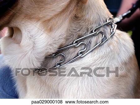 Stock Photo - Dog wearing metal collar, close-up. Fotosearch