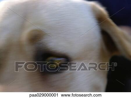 Dogs eye, blurry, close-up. View Large Photo Image Stock Image - Dogs eye, blurry, close-up.. Fotosearch