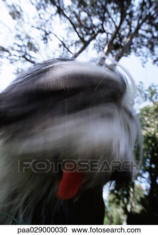Dog's face, blurry. View Large Photo Image Stock Image - Dog's face, blurry.. Fotosearch