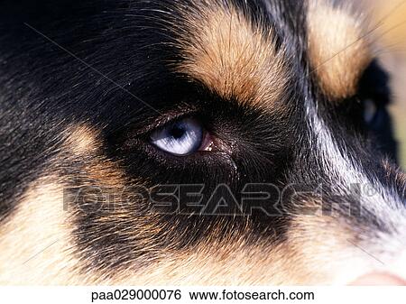 Dog's face with blue eyes, extreme close-up View Large Photo Image Stock Photograph - Dog's face with blue eyes, extreme close-up. Fotosearch