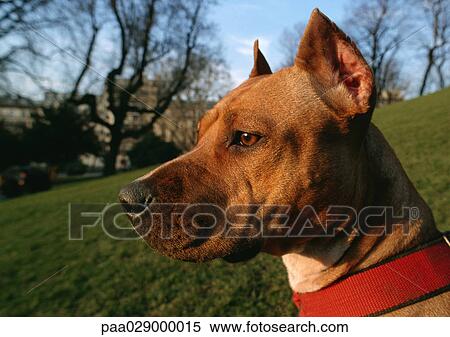 Dog's head, side view View Large Photo Image Stock Photography - Dog's head, side view. Fotosearch