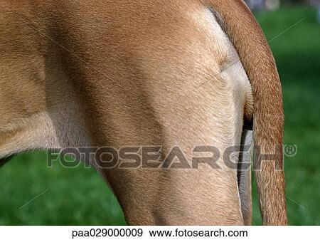 Dog's hind legs, close-up View Large Photo Image Stock Photo - Dog's hind legs, close-up. Fotosearch