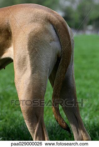 Dog's hind legs. View Large Photo Image Stock Photograph - Dog's hind legs.. Fotosearch